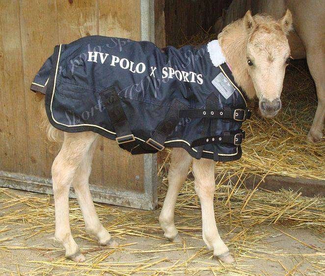 Regendekentje mini(veulen) 0 grams HV Polo 60x75cm, Dieren en Toebehoren, Meerkleurig, Shetlander/Mini, Ophalen of Verzenden, Zo goed als nieuw
