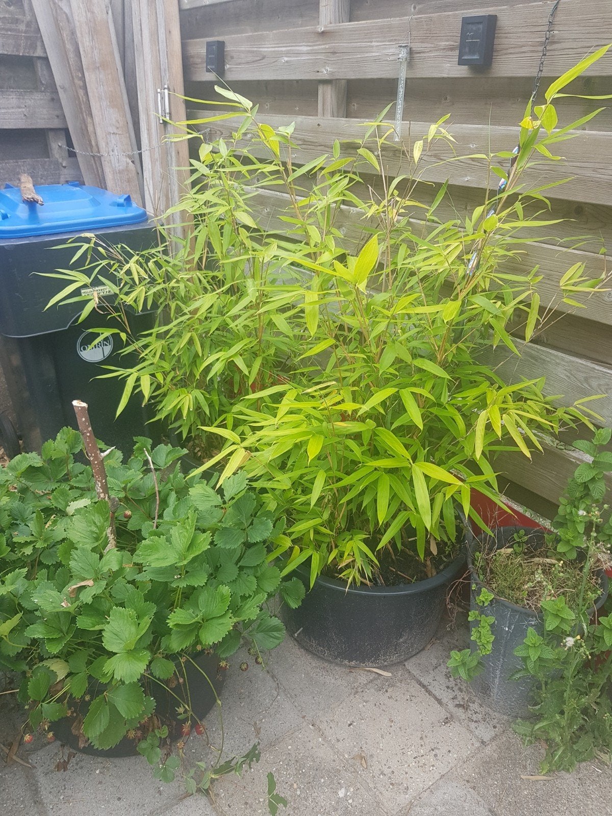 Bamboe, Tuin en Terras, Planten | Bomen, Ophalen, Bloeit niet, Halfschaduw, Overige soorten