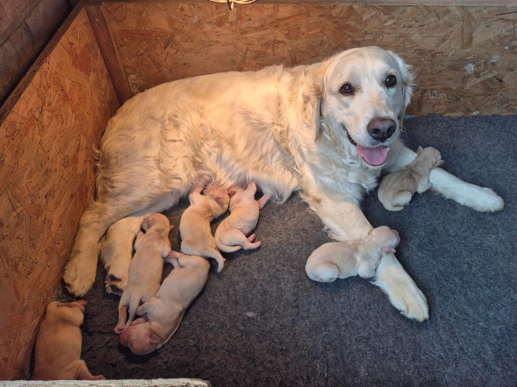 Lieve Golden Retriever pups – vanaf 1 juli beschikbaar, 8 tot 15 weken, Meerdere, Meerdere dieren, Parvo