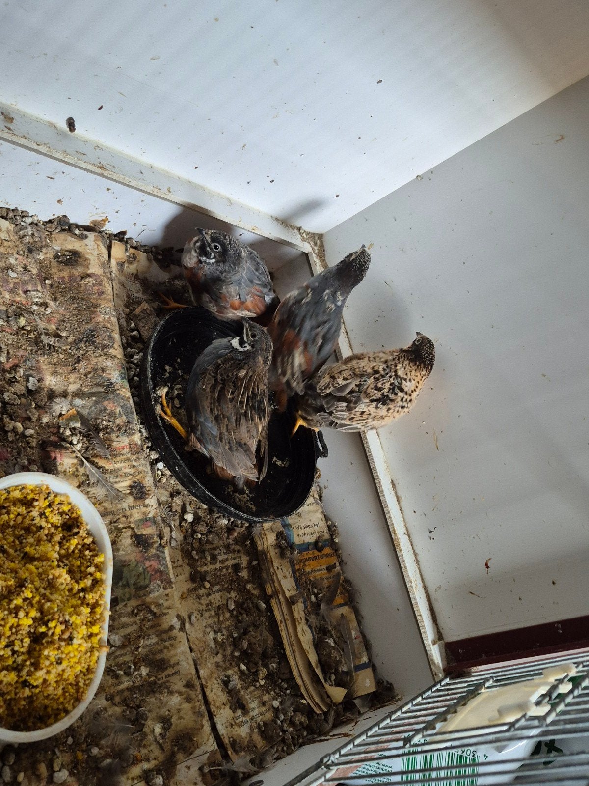 Chinese dwerhkwartels, Dieren en Toebehoren, Vogels | Overige Vogels, Mannelijk