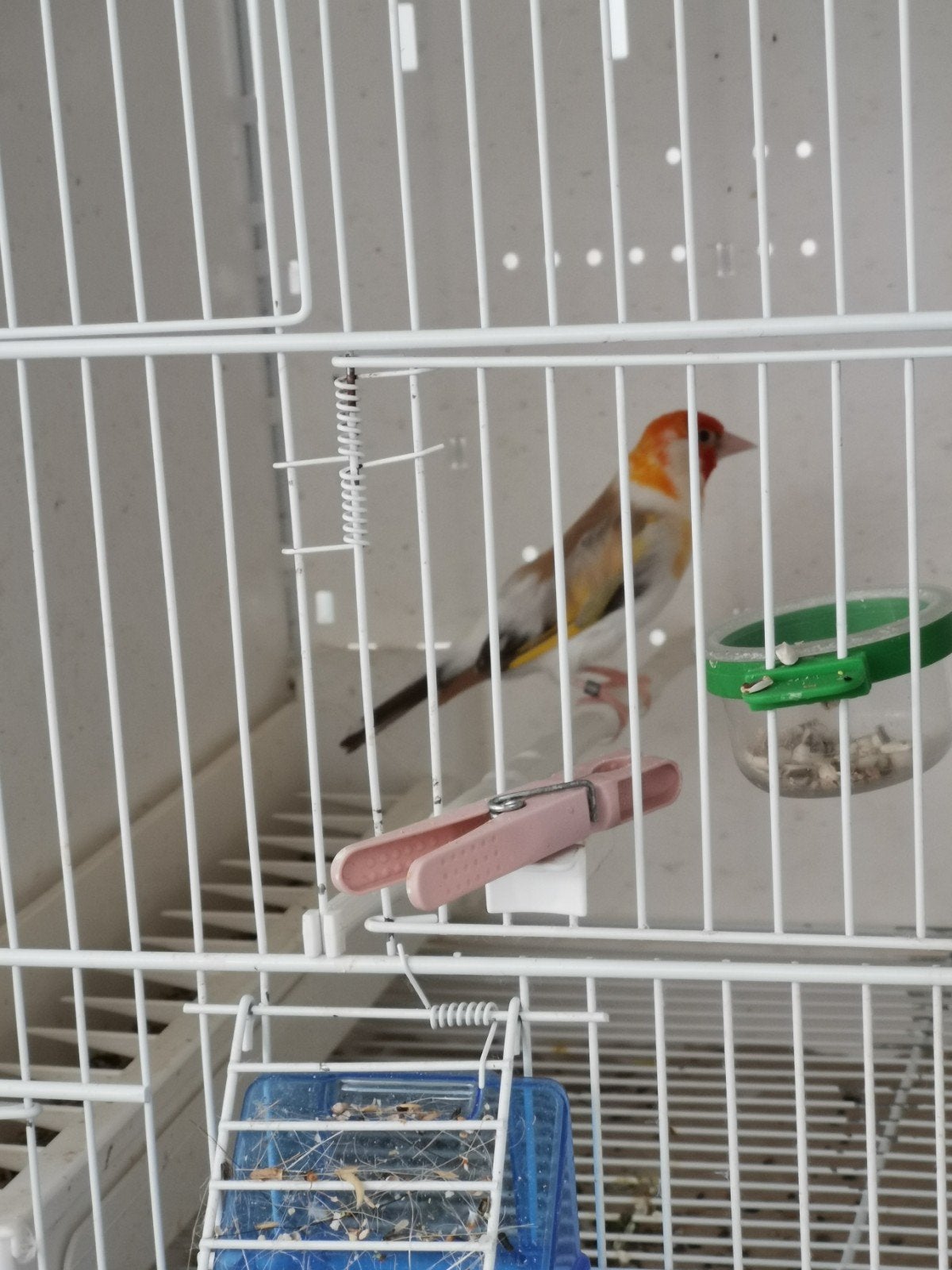 Putter Major, Dieren en Toebehoren, Vogels | Kanaries, Mannelijk, Bastaard