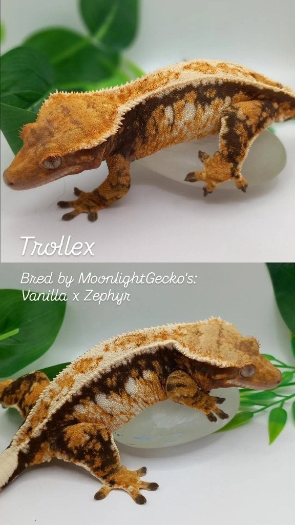 Tricolor Emptyback wimpergekko vrouw Crested Gecko photo 4