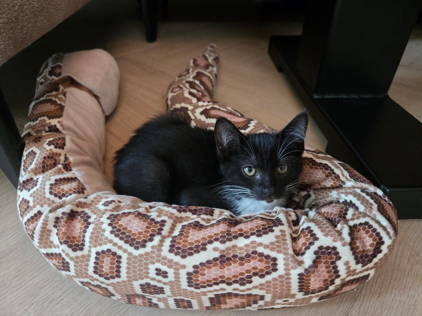 Ragdoll kitten te koop, Meerdere dieren, 0 tot 2 jaar