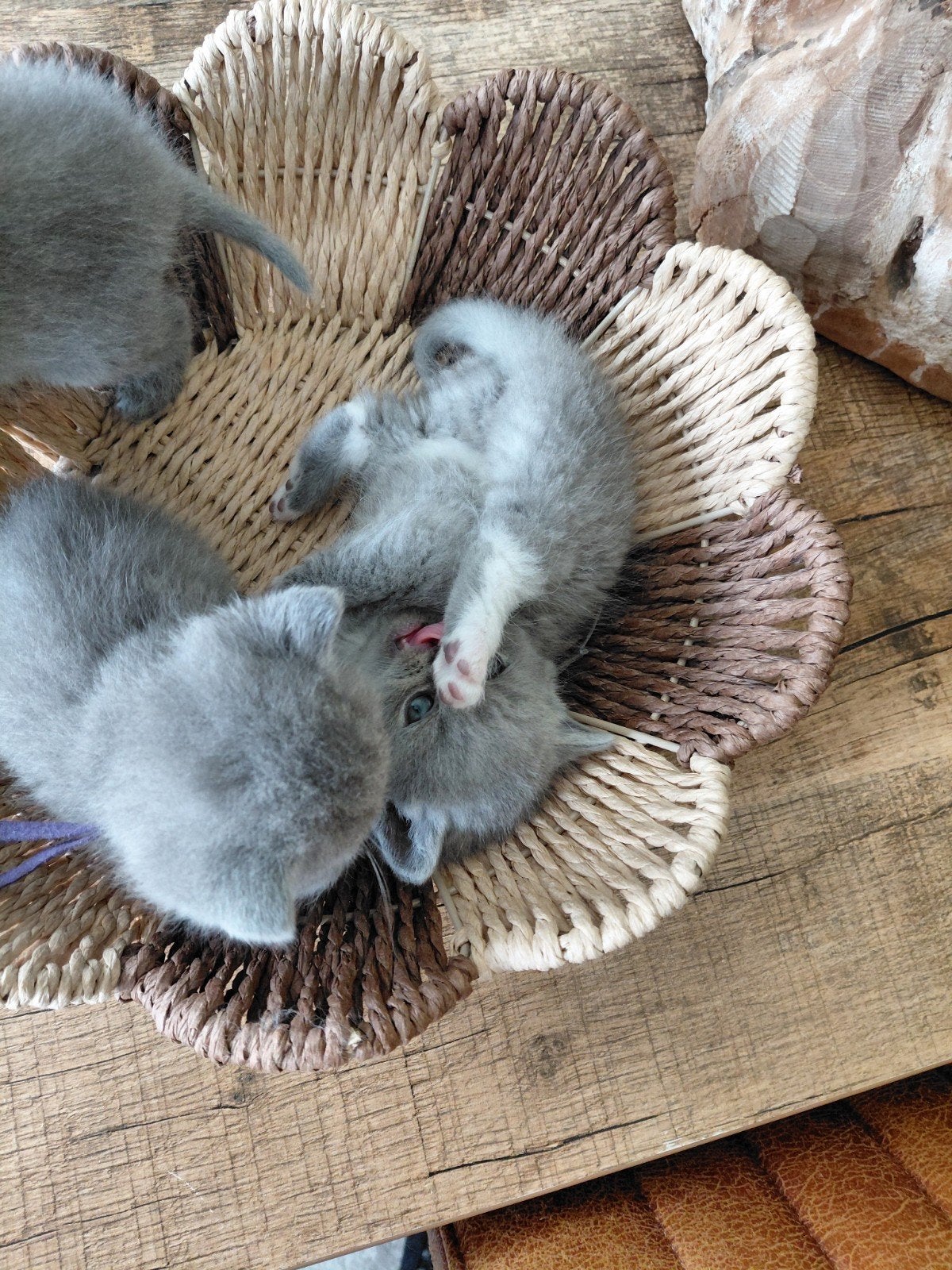 Kittens te koop, Dieren en Toebehoren, Katten en Kittens | Raskatten | Langhaar, Meerdere dieren, Ontwormd, 0 tot 2 jaar