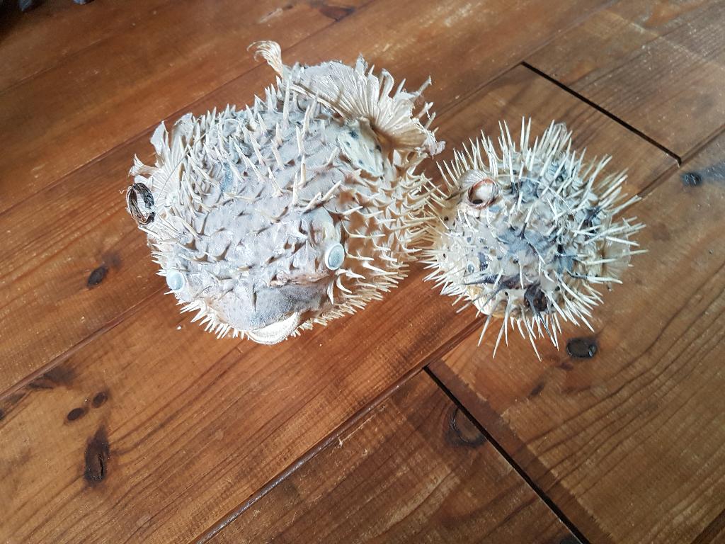 2 kogelvissen ter decoratie, Ophalen of Verzenden