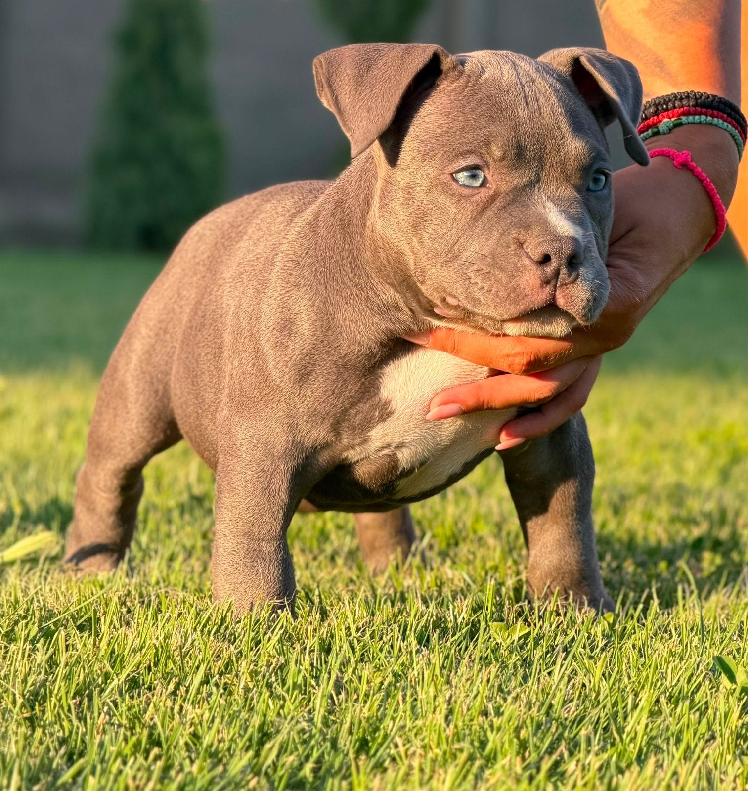 american bully pocket pups, Particulier, Overige rassen, 8 tot 15 weken, Buitenland