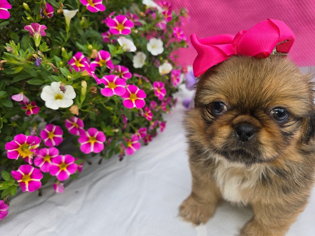 Prachtige Pekinees pups (nog 1 reutje over), Dieren en Toebehoren, Honden | Chihuahua's en Gezelschapshonden, Parvo, 8 tot 15 weken