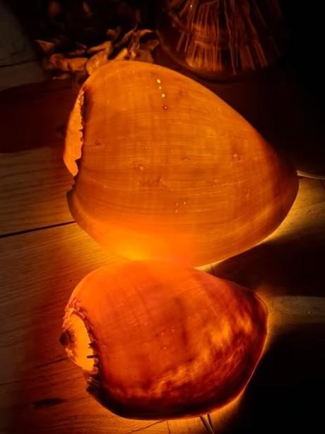 Schelpenlamp schelpen lamp nachtlampje kinderlamp, T, Ophalen of Verzenden, Zo goed als nieuw, N