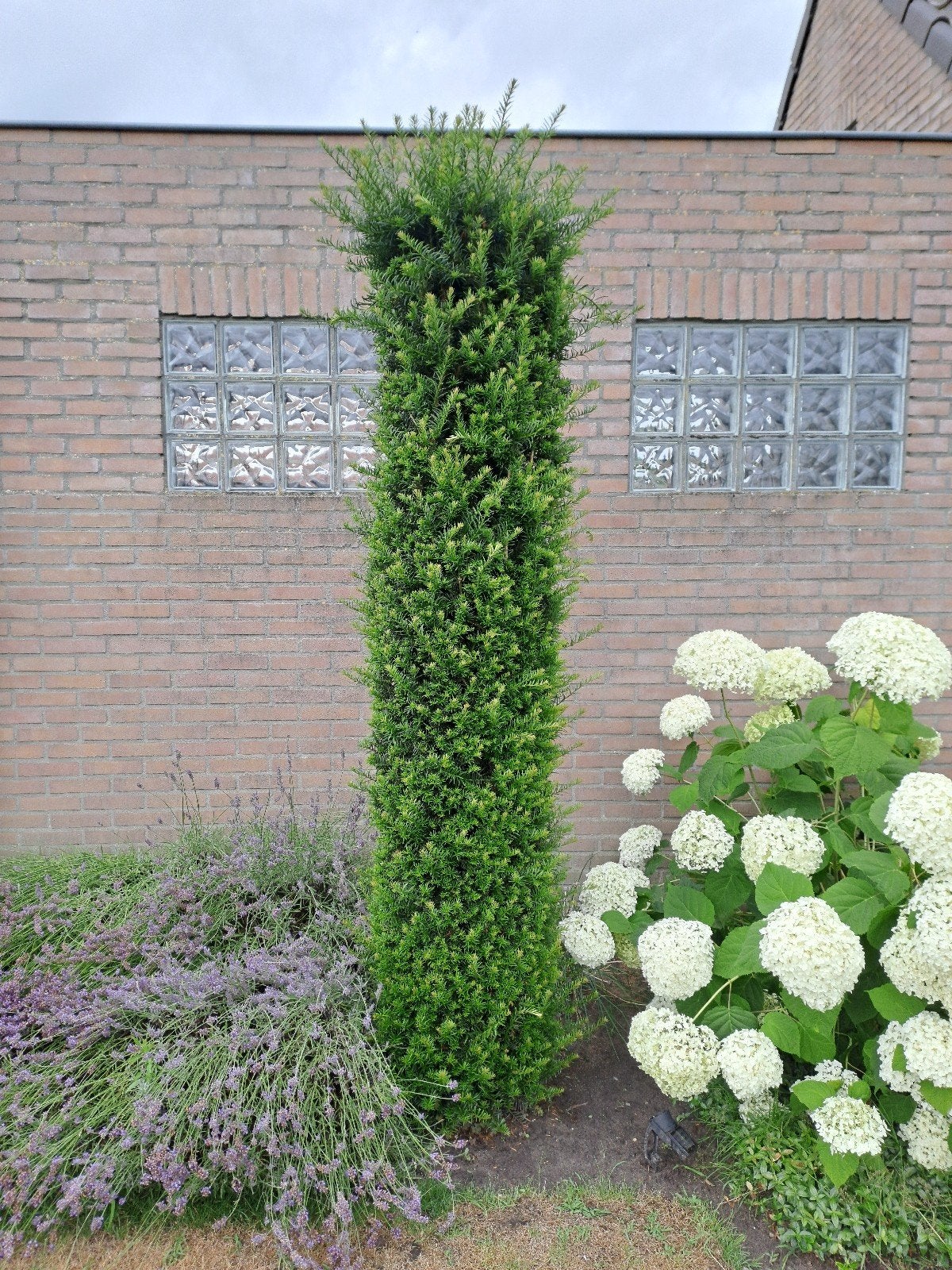 Taxus, zuilvormige, 3 stuks, Ophalen, Taxus, 100 tot 250 cm