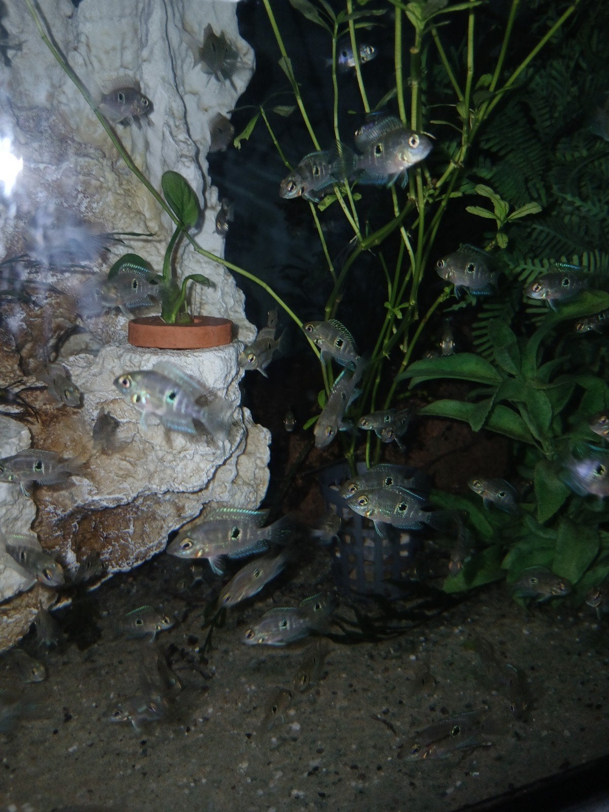 firemouth cicliden vissen., Vis