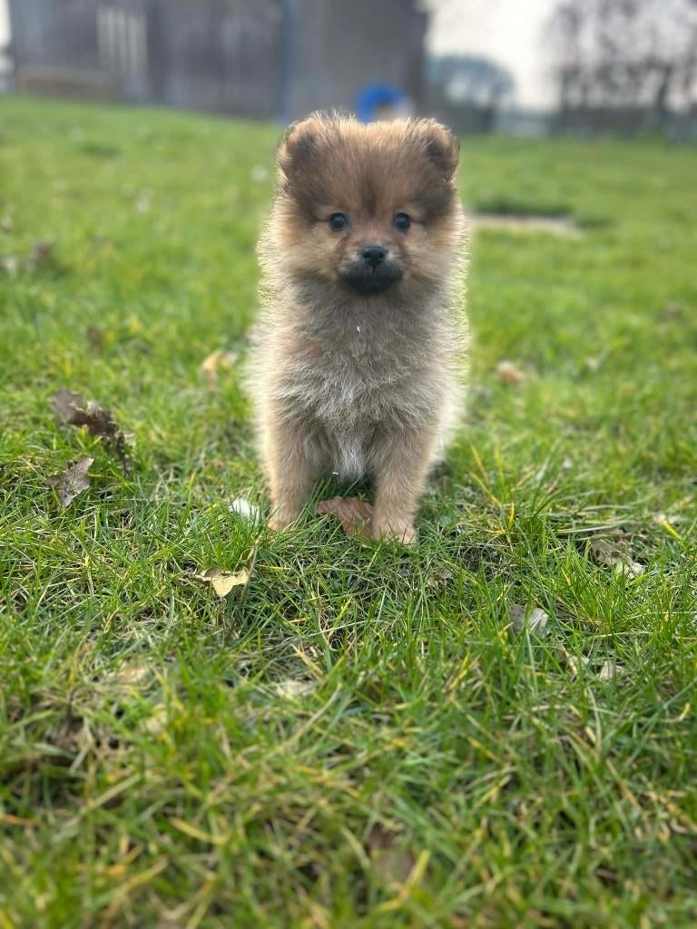 Prachtige dwergkees pupjes beschikbaar!!, Parvo, België, Keeshond, 8 tot 15 weken