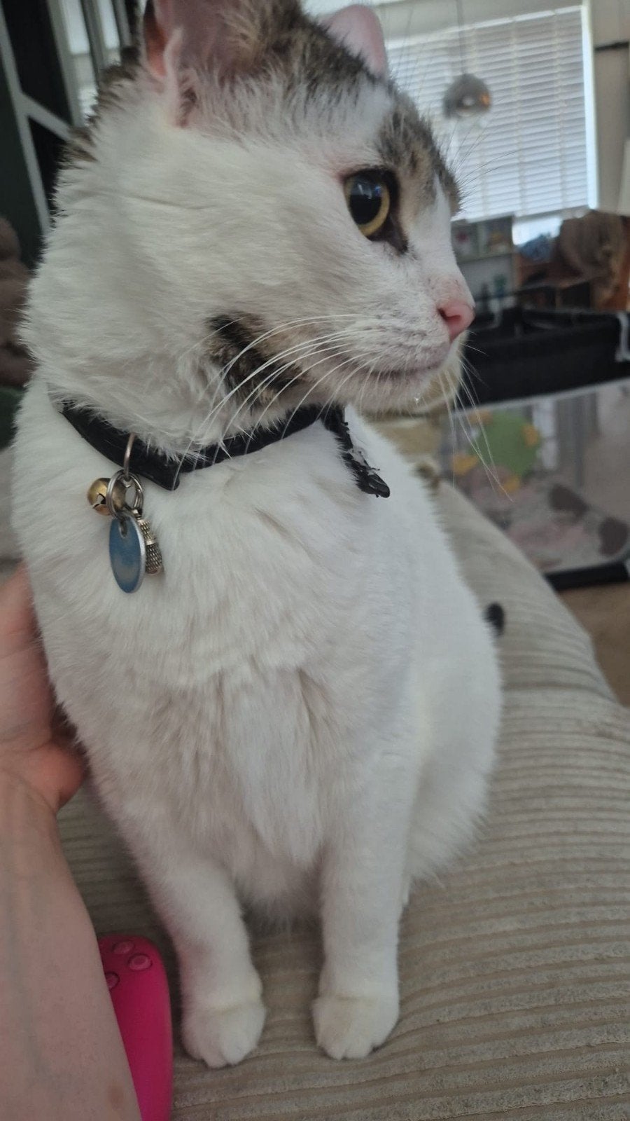 ontzettend lieve, vol energie en speelse kater Toutje, Kater, Gechipt, 6 jaar of ouder