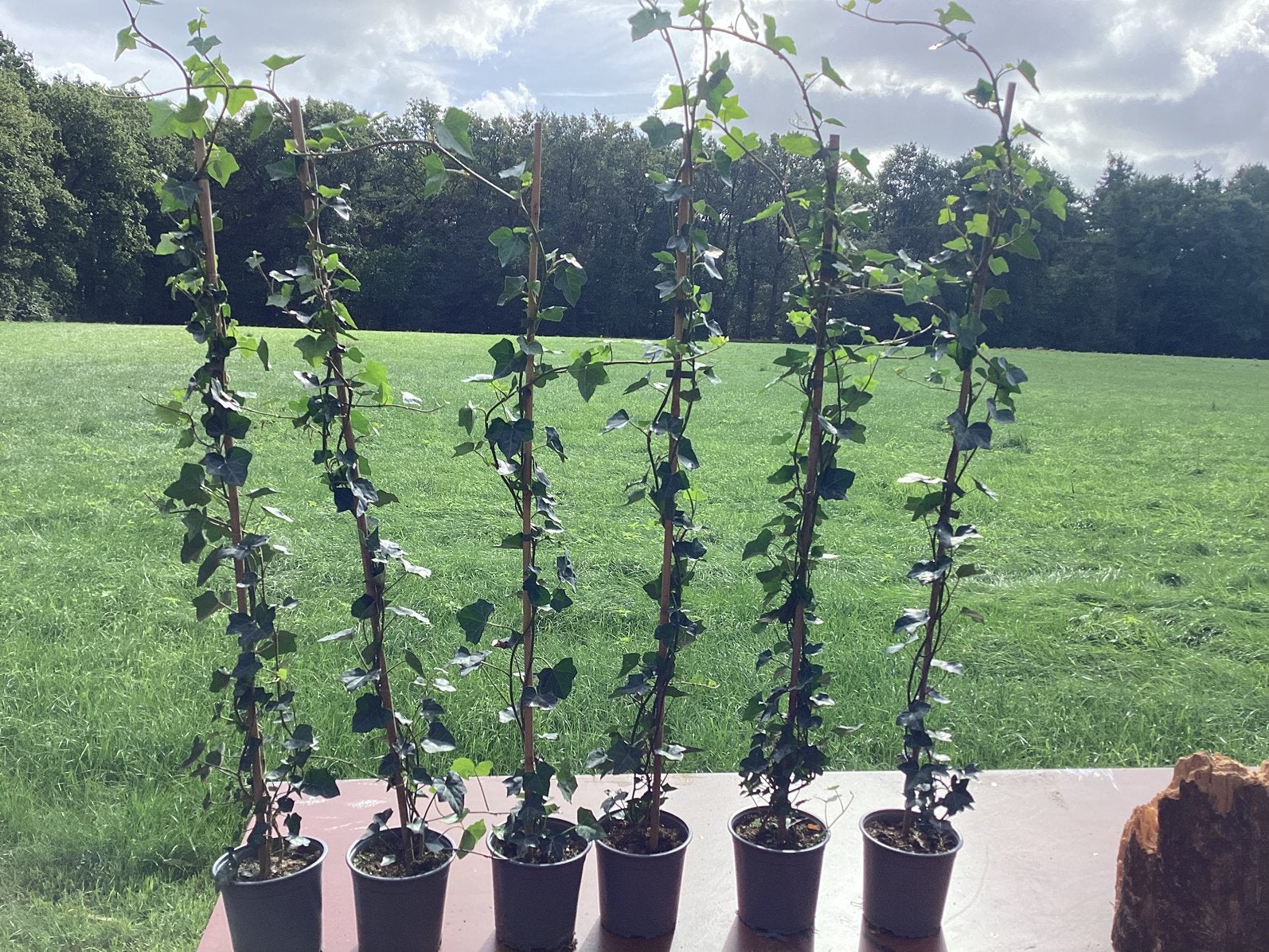 Klimop hedera  -  div lengtes, Ophalen, Overige soorten, 100 tot 250 cm