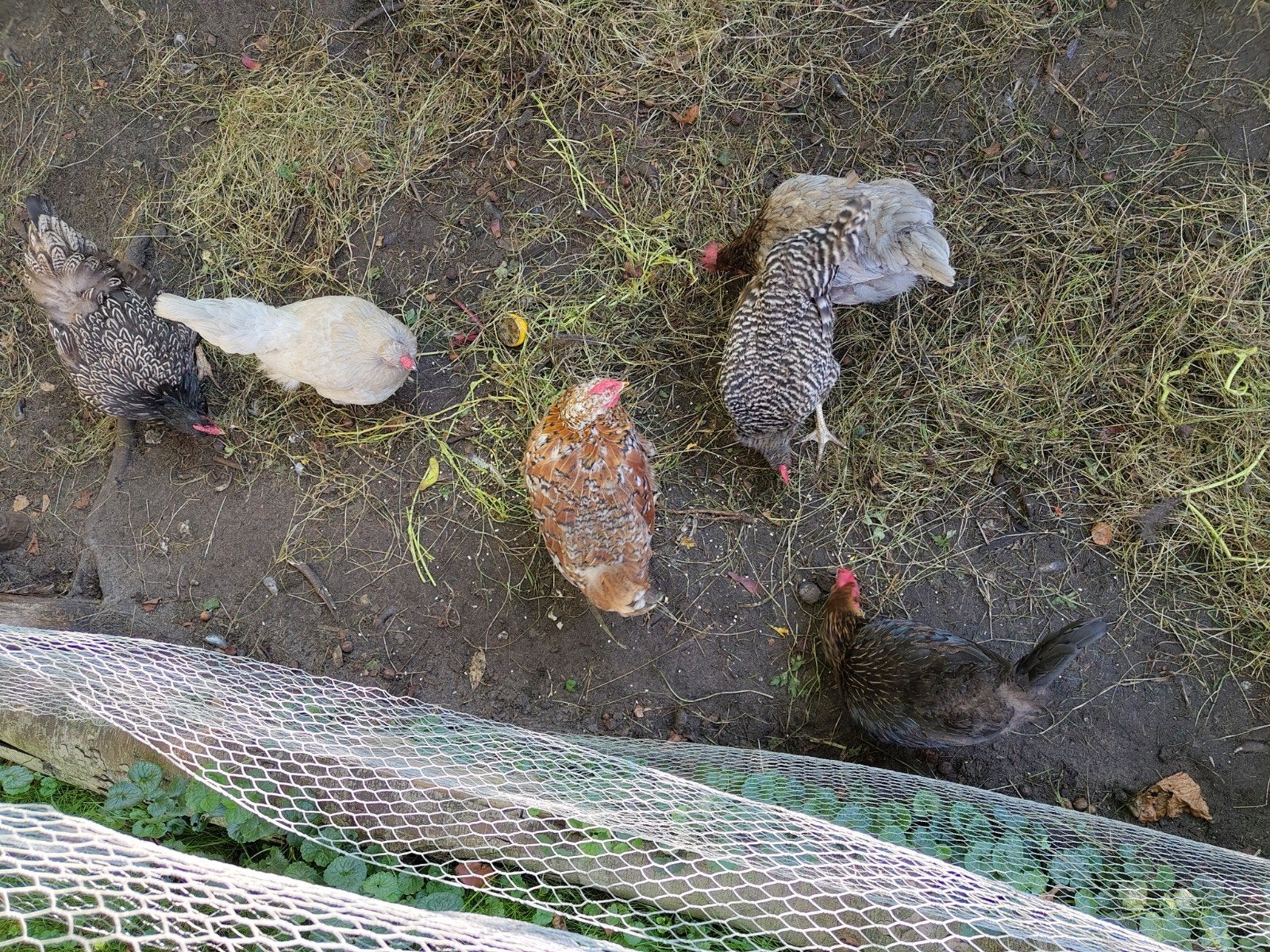 2 kippen te koop, Dieren en Toebehoren, Vrouwelijk, Kip