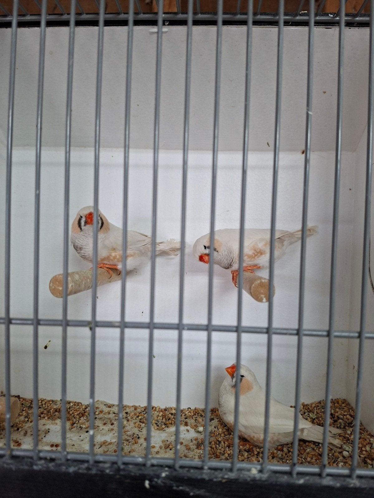 5 split charcoal mannen, Dieren en Toebehoren, Vogels | Overige Vogels, Mannelijk