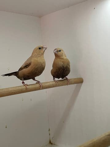 Gezocht zilverbekjes, Meerdere dieren, Kleurkanarie