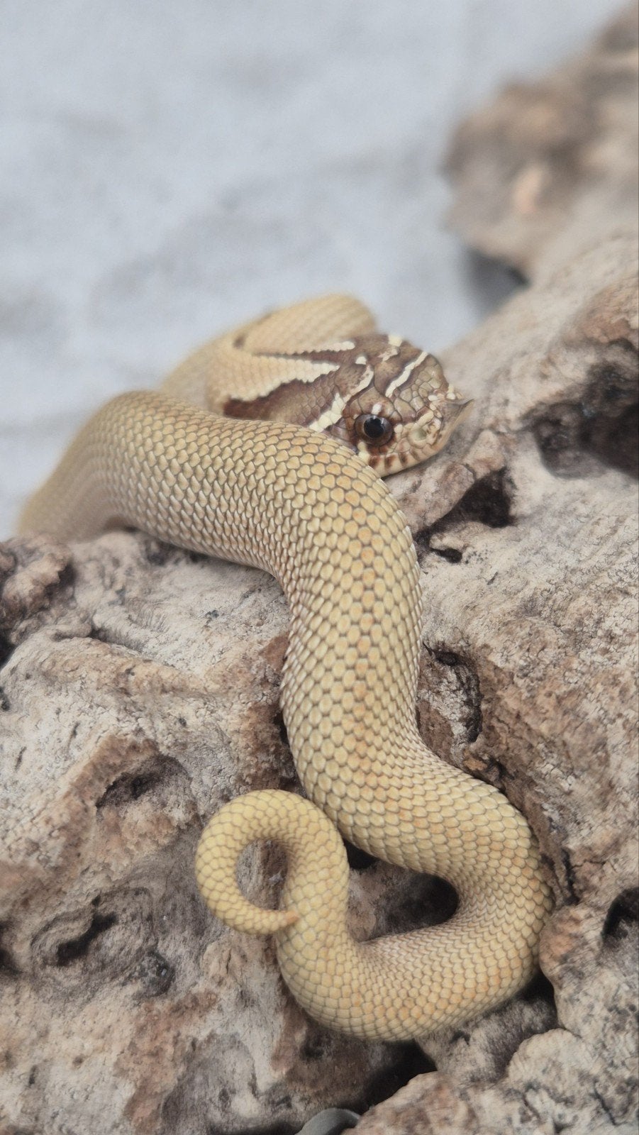 Haakneusslang het snow Hognose Snake photo 5