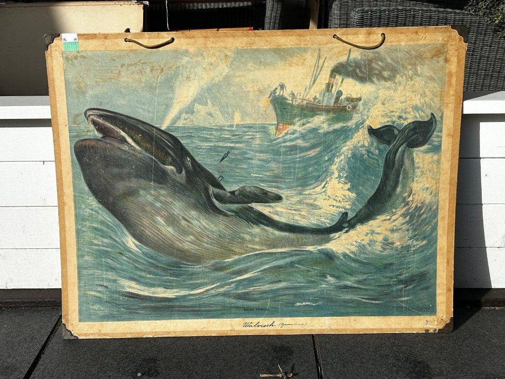 Walvisjager met walvis, Ophalen of Verzenden, Natuur en Biologie