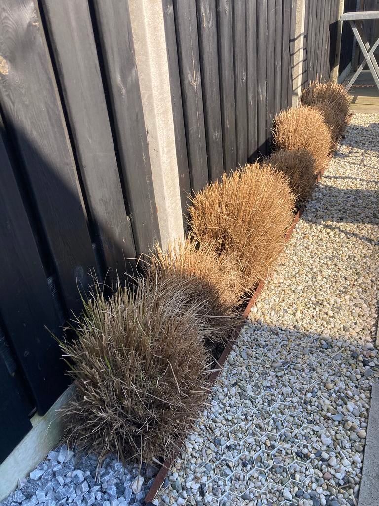 TUINPLANTEN 8 STUKS, Tuin en Terras, Ophalen of Verzenden