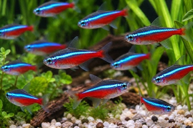 Kardinaal tetra 10 voor € 10,-!!!, Dieren en Toebehoren, Vis, Zoetwatervis
