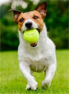 Gebruikte tennisballen, stuur bericht met aantal en bod. 50, Verzenden, Gebruikt