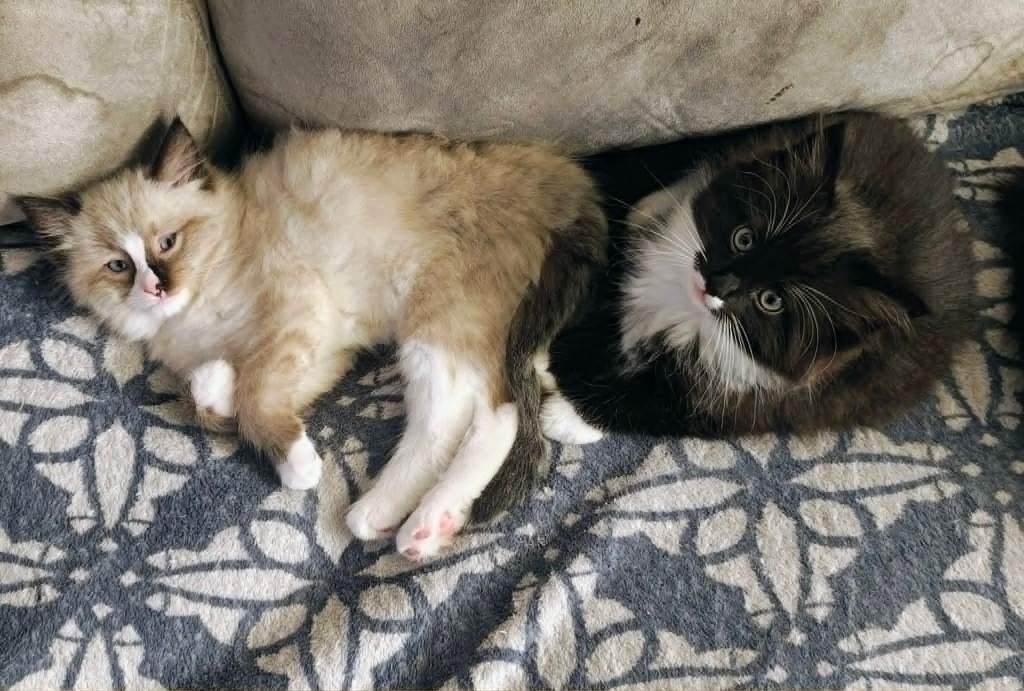 Ragdoll Kittens, Meerdere dieren, Ontwormd, 0 tot 2 jaar