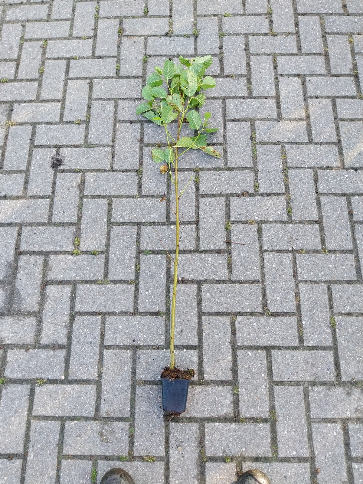 Zwarte Els (Alnus glutinosa) - Jonge Boom in Pot, Overige soorten, Lente, 100 tot 250 cm, Ophalen