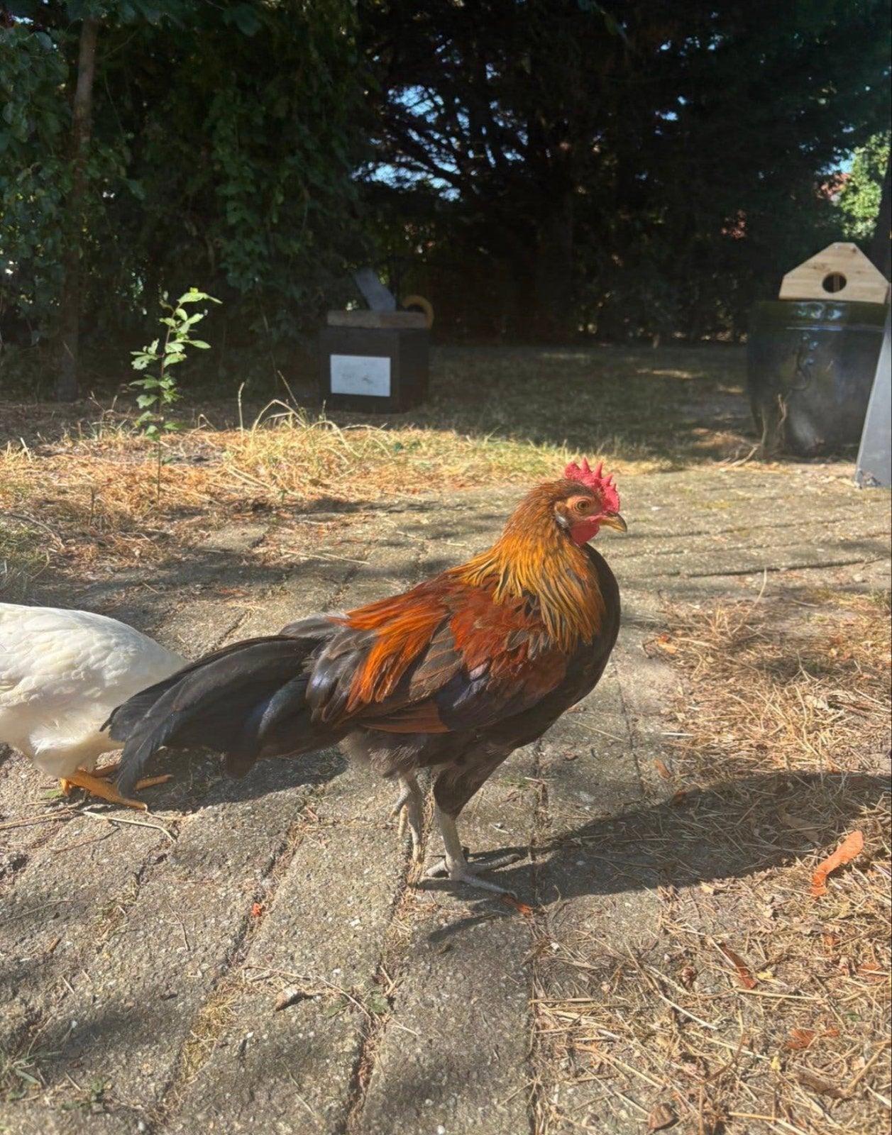Drents Hoen haantjes, goudpatrijs, Dieren en Toebehoren, Mannelijk, Kip