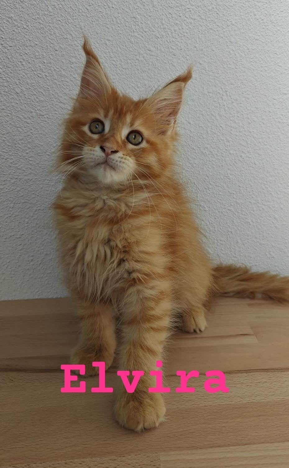 Laatste 2 Prachtige Maine coon kittens met Stamboom, Meerdere dieren, Met stamboom, 0 tot 2 jaar