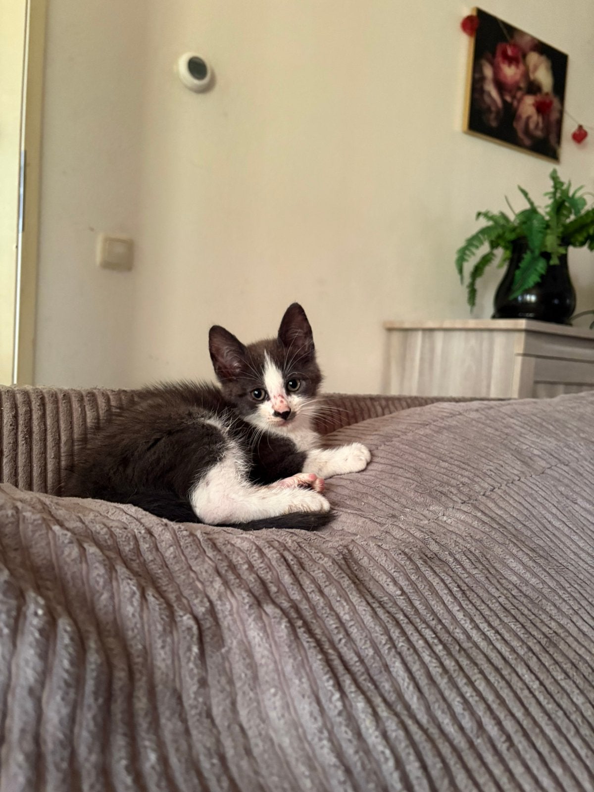 Kittens 9 weken