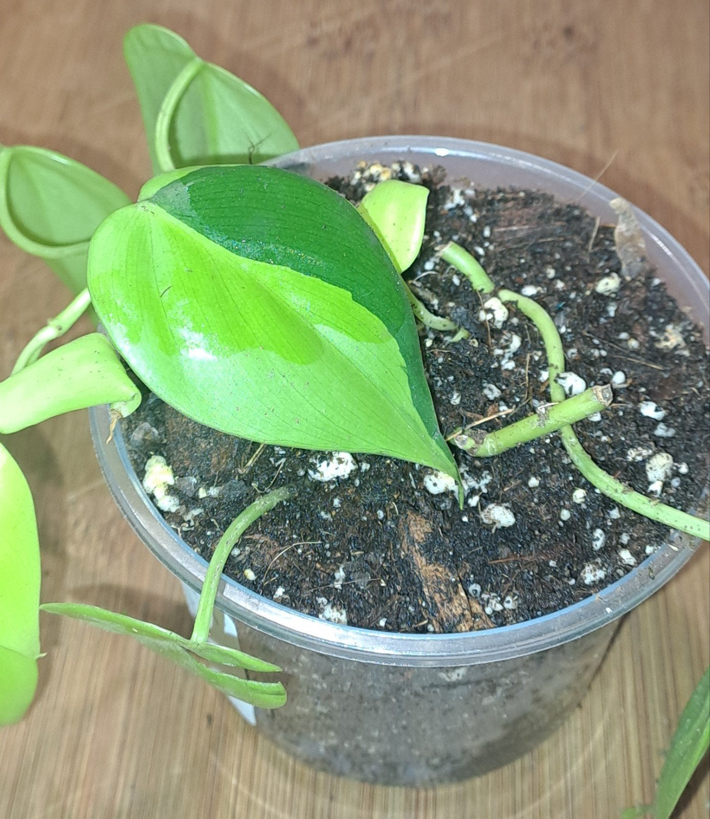 philodendron scandens brasil, Ophalen of Verzenden, Halfschaduw, Minder dan 100 cm