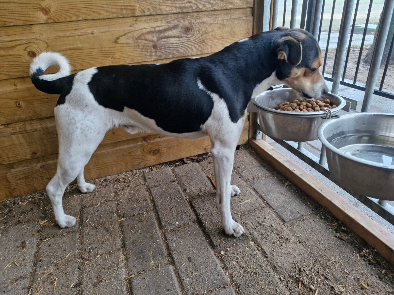 Boerenfox dekreu / staat ter dekking 🐶🐶🐶, Dieren en Toebehoren, Reu, Meerdere, 3 tot 5 jaar, Nederland