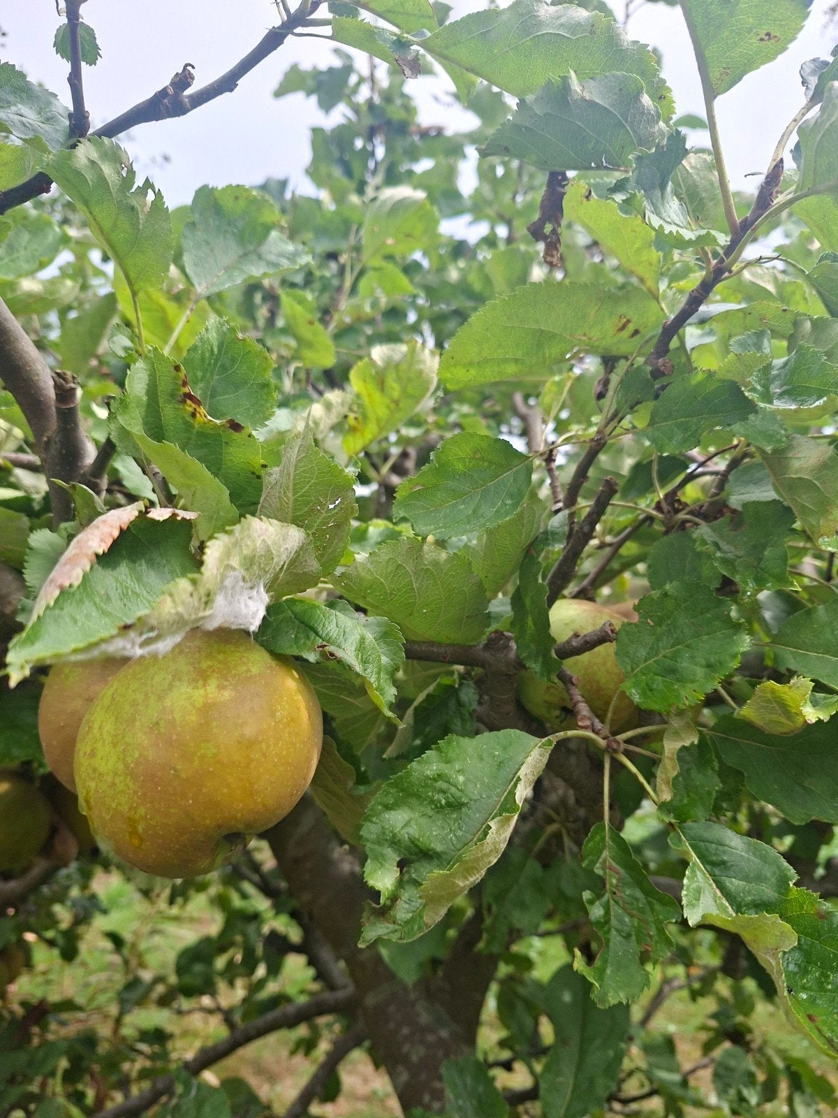 goudrenette appels te koop, Ophalen of Verzenden, Minder dan 100 cm