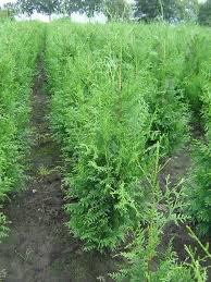 Thuja exsalsa ,is een mooie donkergroene haagconifeer, Ophalen, Conifeer, Haag, 100 tot 250 cm