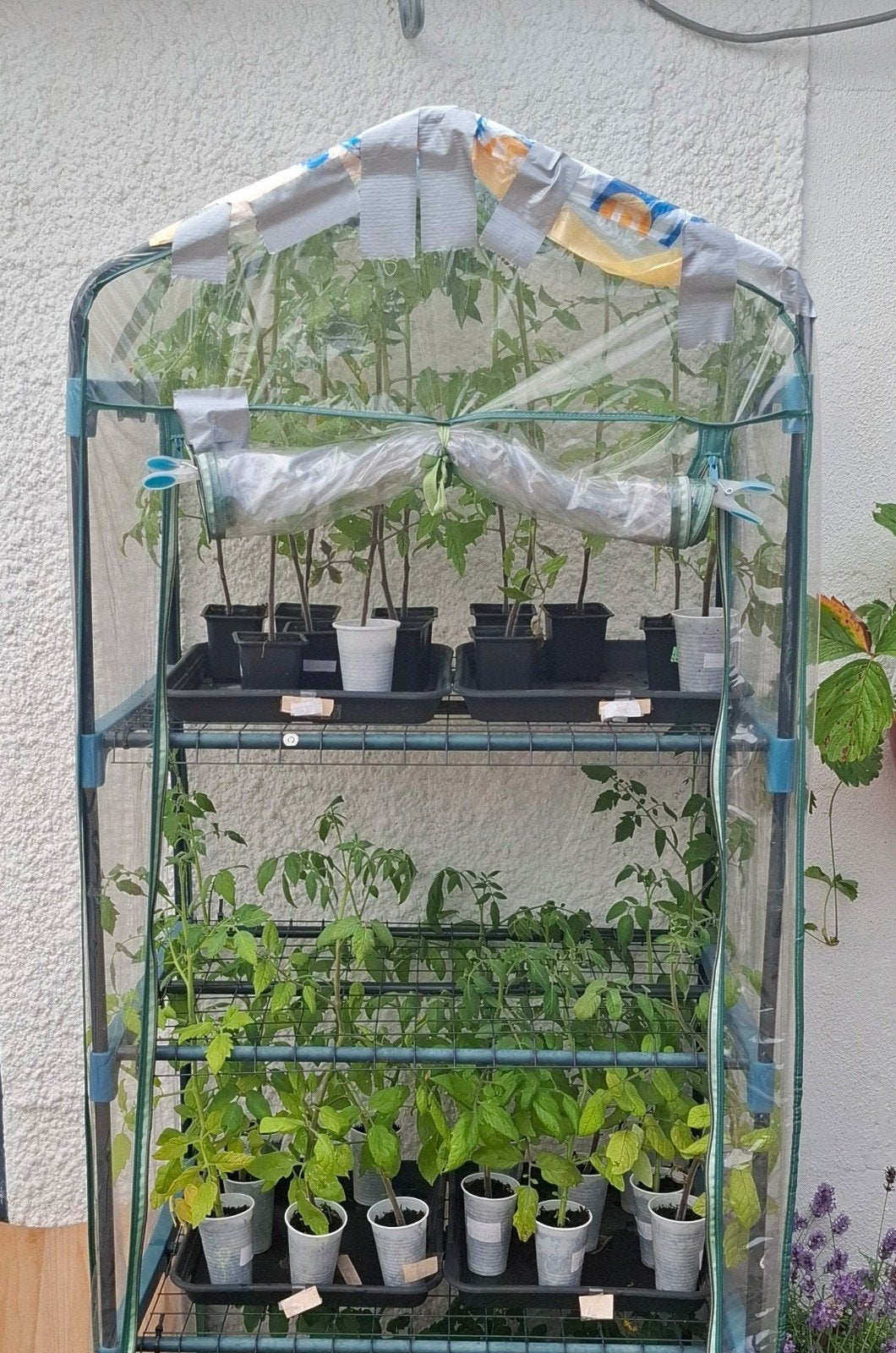 Planten, Ophalen, Eenjarig, Groenteplanten, Volle zon