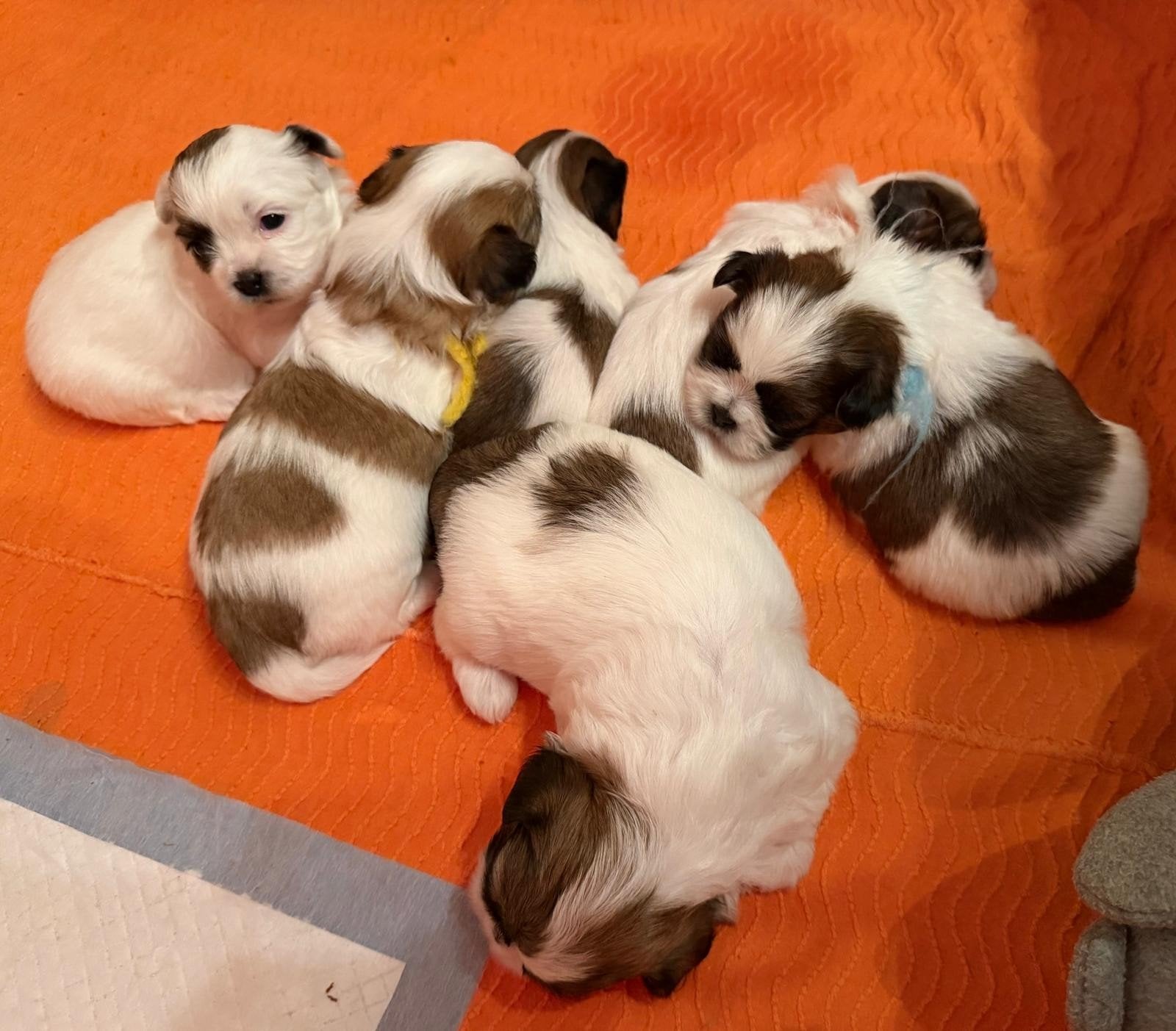 Prachtige Boomer x Shihtzu pups, Overige rassen, Meerdere, Meerdere dieren, Nederland