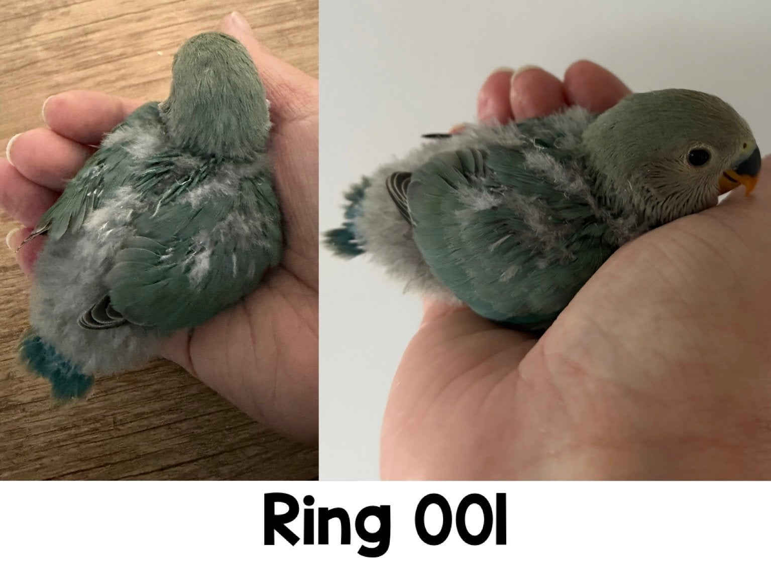 Nestje van 4 Agapornis roseicollis. Prijs per vogel €60,-, Meerdere dieren, Dwergpapegaai of Agapornis, Geringd