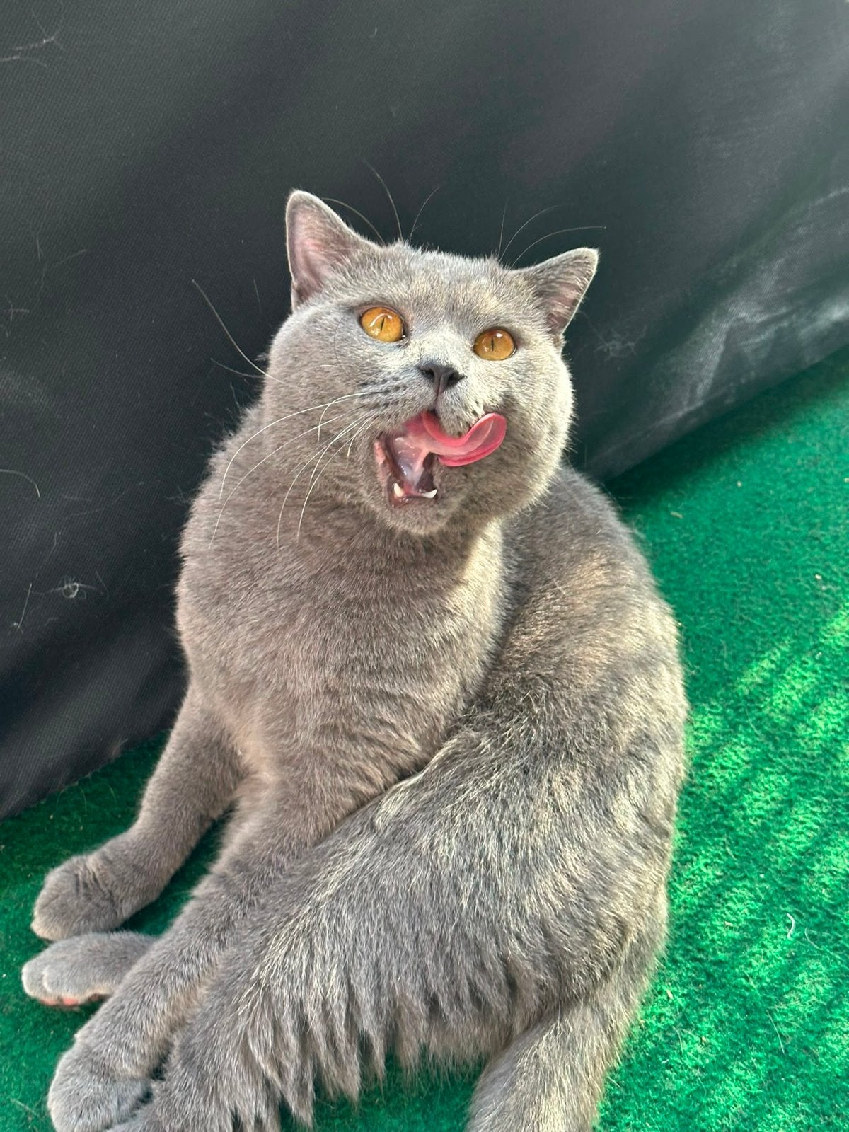 Britse Korthaar kater zoekt een liefdevol nieuw thuis, Dieren en Toebehoren, Katten en Kittens | Overige Katten, Meerdere dieren