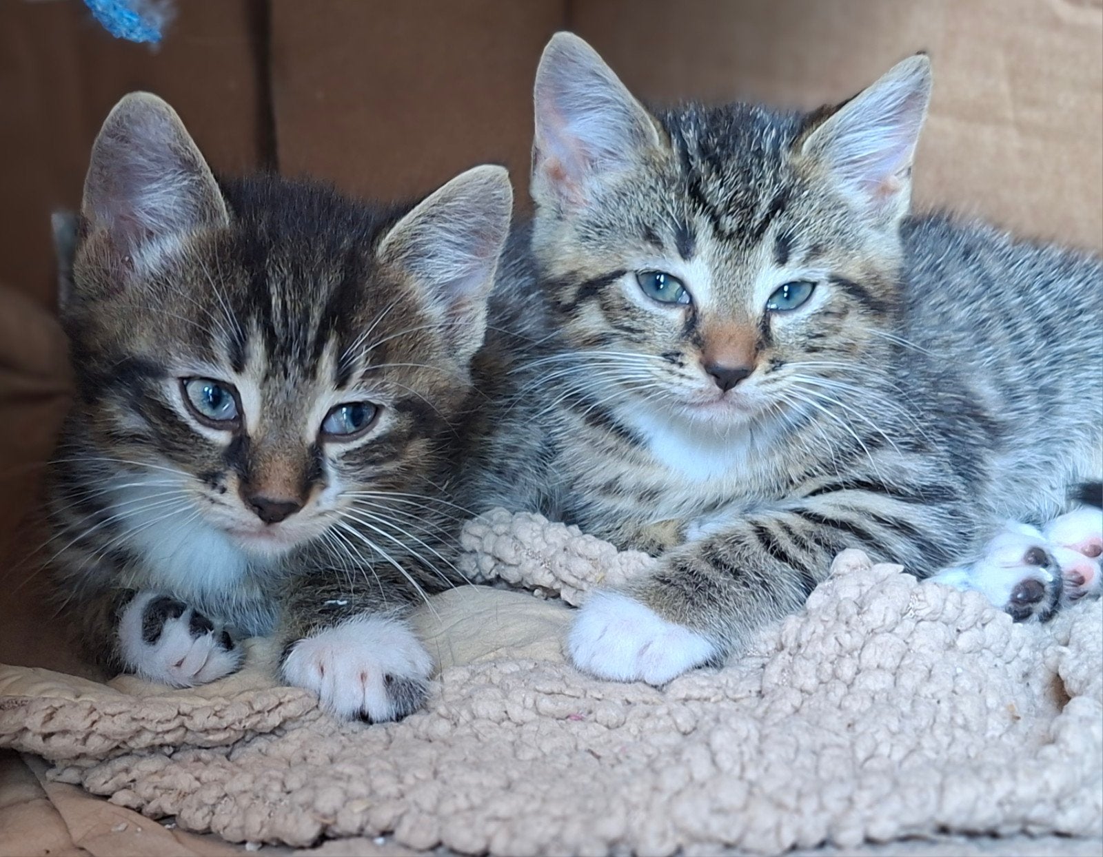 Schattige kittens zoeken nieuw huisje!, Meerdere dieren, Kortharig, 0 tot 2 jaar