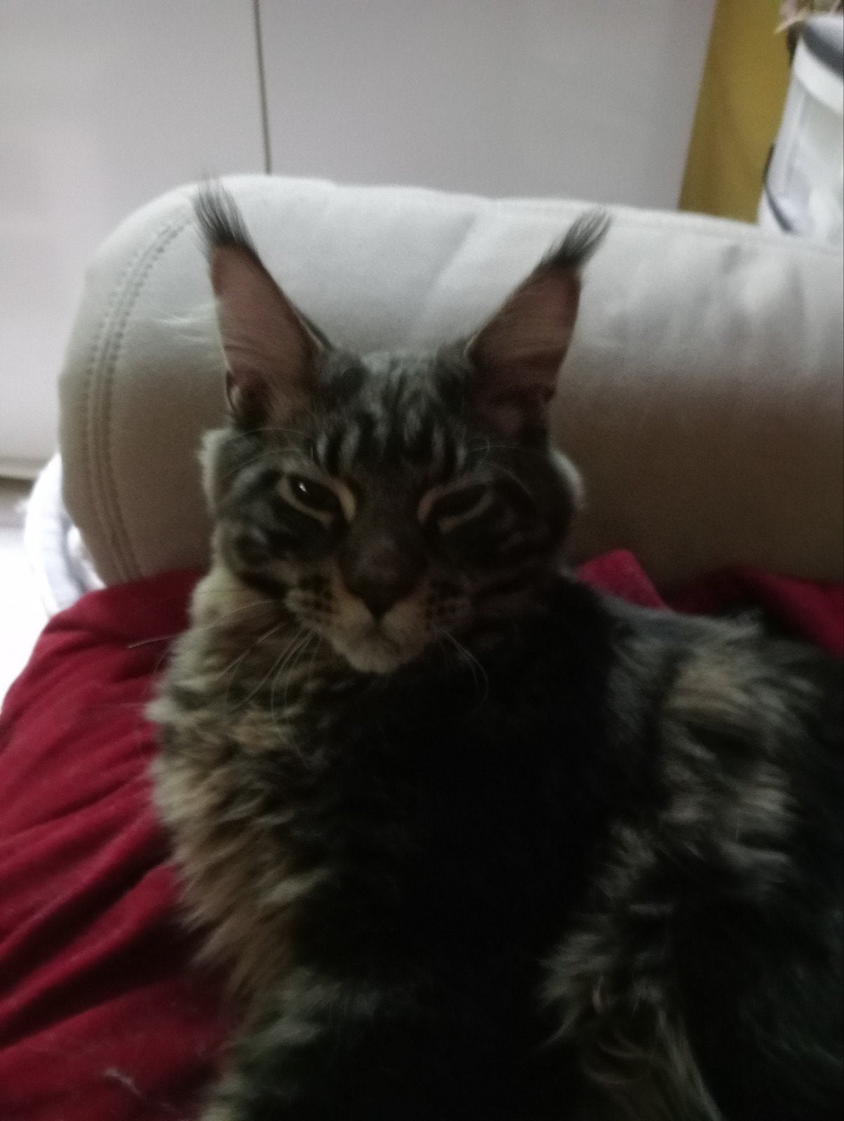 Maincone kater