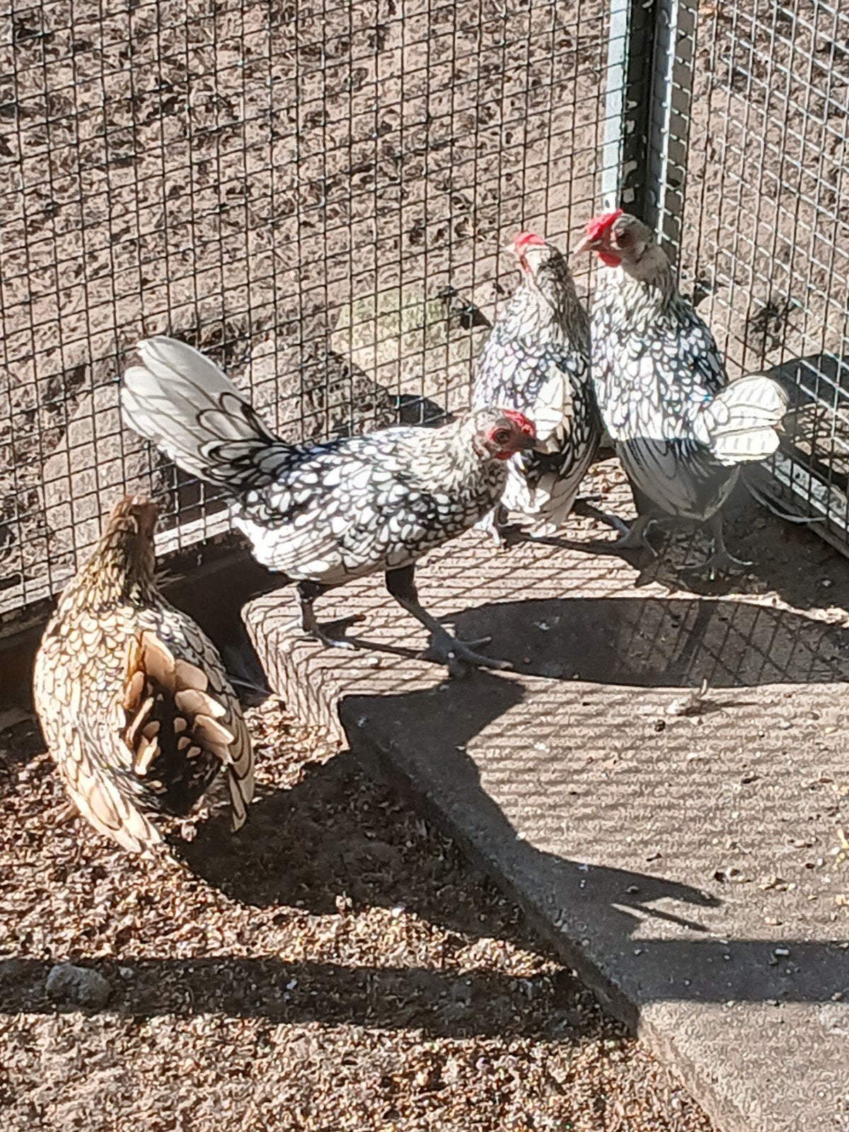 sebright kippen, Meerdere dieren, Kip