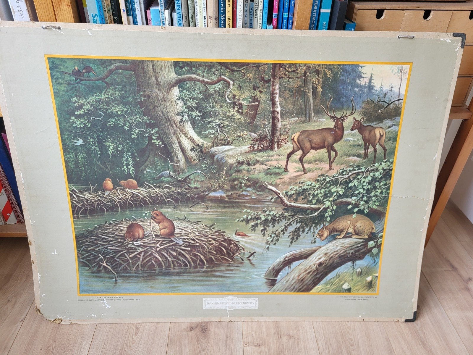 oude schoolplaat. N.Amerikaansche woudbewoners., Ophalen, Natuur en Biologie