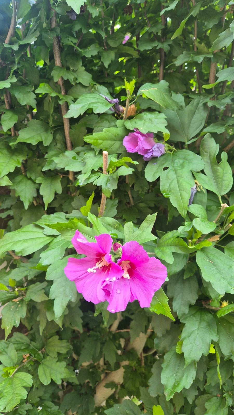 Hibiscus syriacus (Altheastruik) - Stekjes, Volle zon, Vaste plant, Zomer, Ophalen