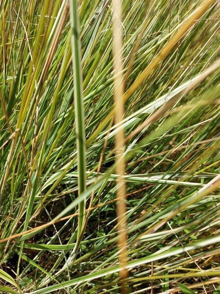 Calamagrostis \'Overdam\' Bont Struisriet afhaal aanbieding, Tuin en Terras, Ophalen, Eenjarig, Overige soorten, Halfschaduw