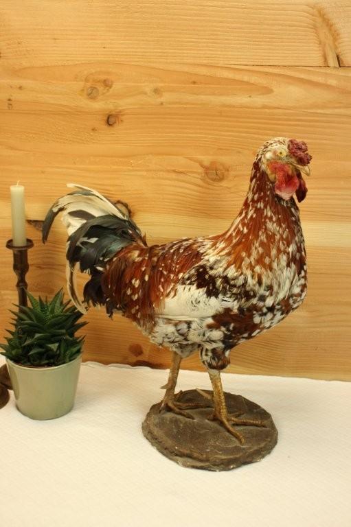 Taxidermie - Opgezette grote haan, Ophalen of Verzenden, Gebruikt, Boerderijdier, Opgezet dier