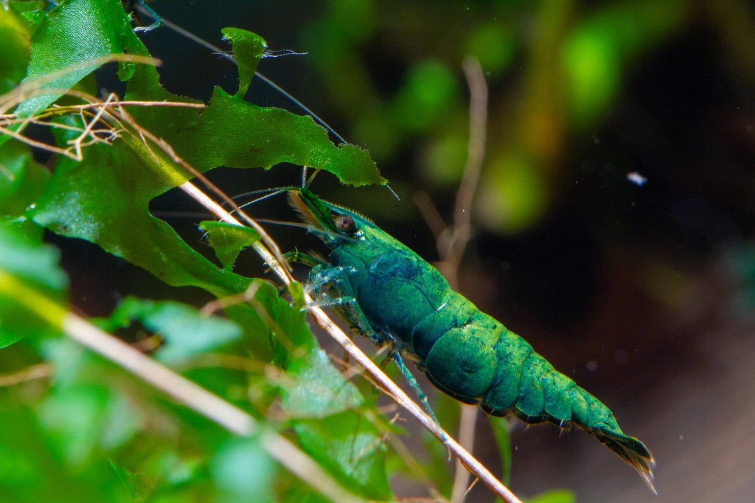 Green jade neocaridina, Kreeft, Krab of Garnaal, Zoutwatervis, Schoolvis