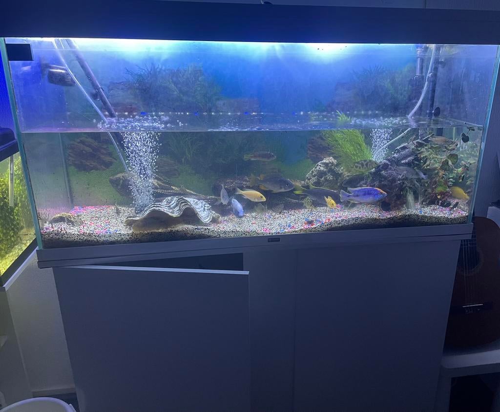 Aquarium MOET WEG! €100, Ophalen, Gebruikt, Leeg aquarium