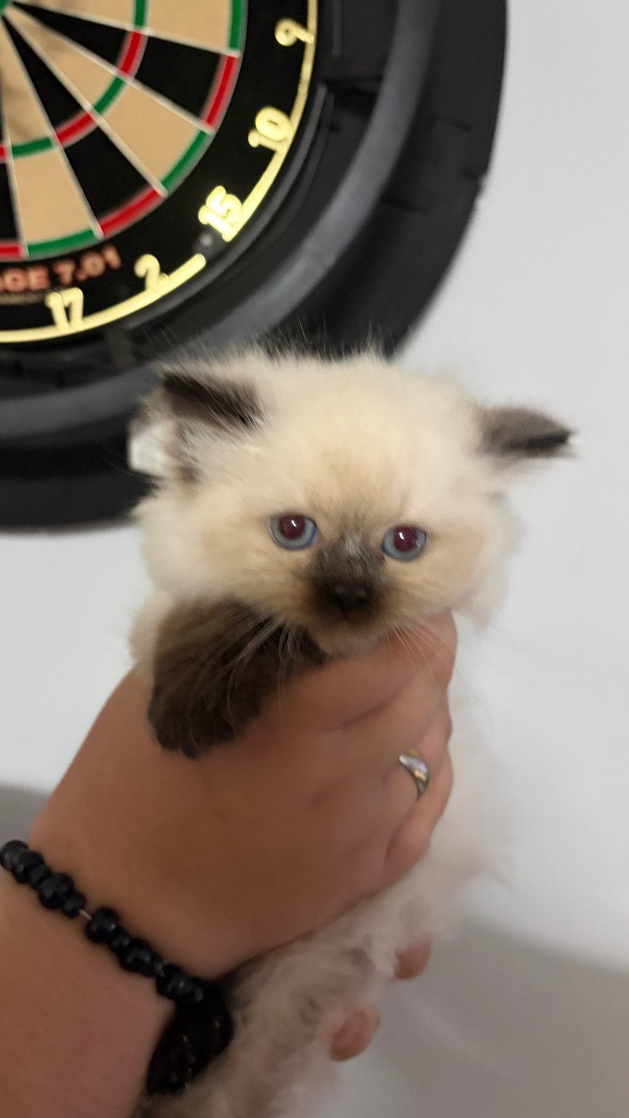 Ragdoll kittsens, Meerdere dieren