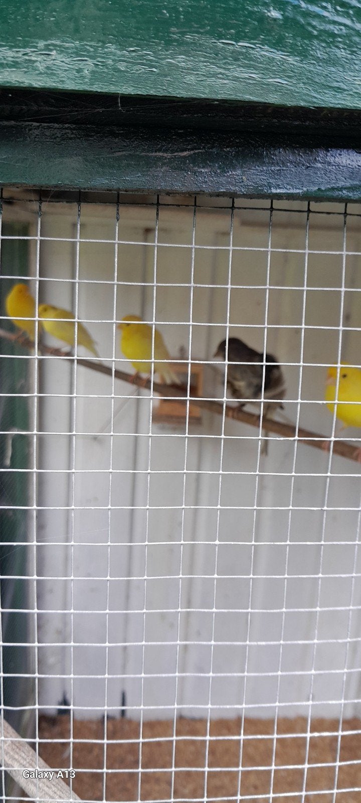 kanaries te koop, Dieren en Toebehoren