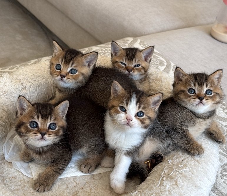 Tabby & shaded BRITISH SHORT HAIR kittens, Meerdere dieren, Ingeënt